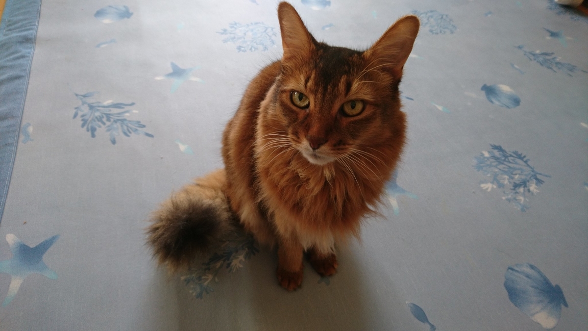 なでなでしてほしい猫、チー