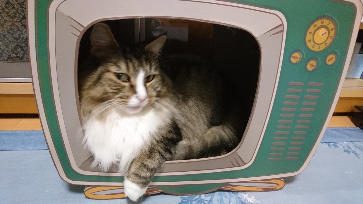 箱の中の猫、トト