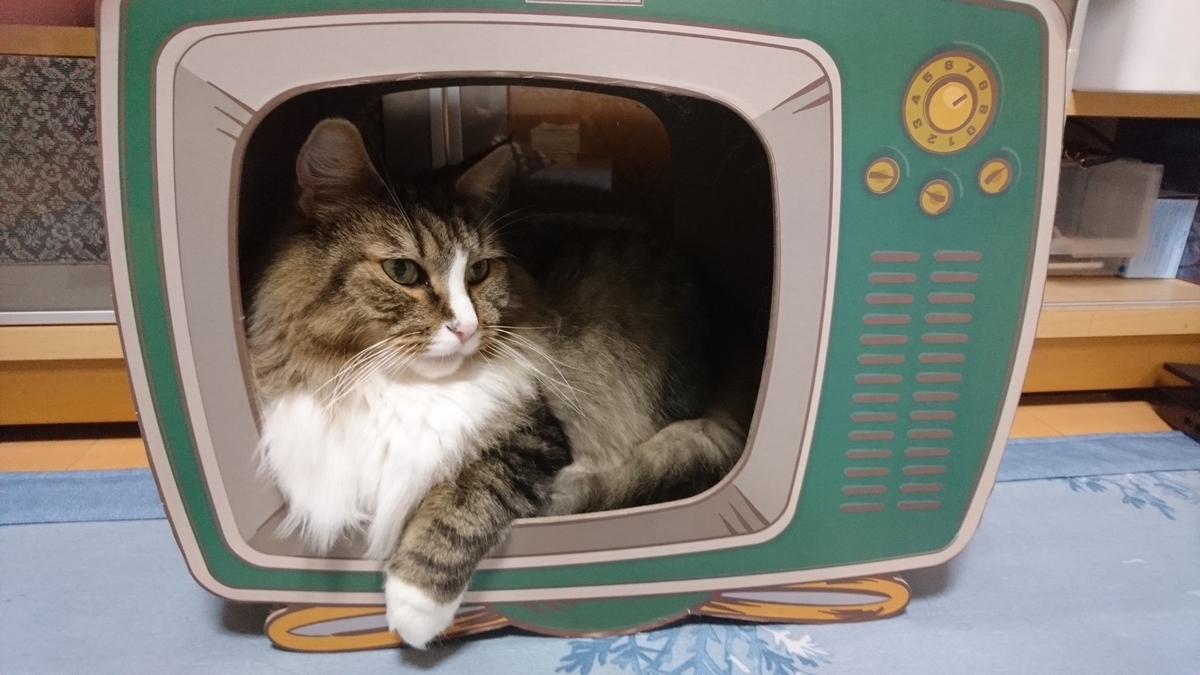 箱の中の猫、トト