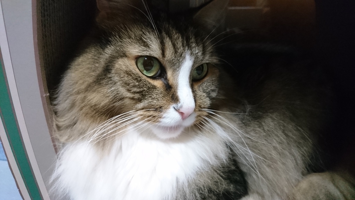 箱の中の猫、トト
