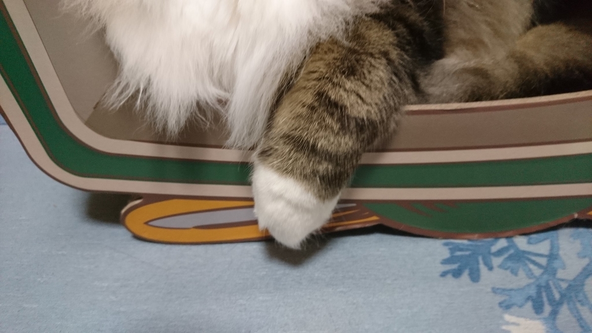 箱の中の猫、トト