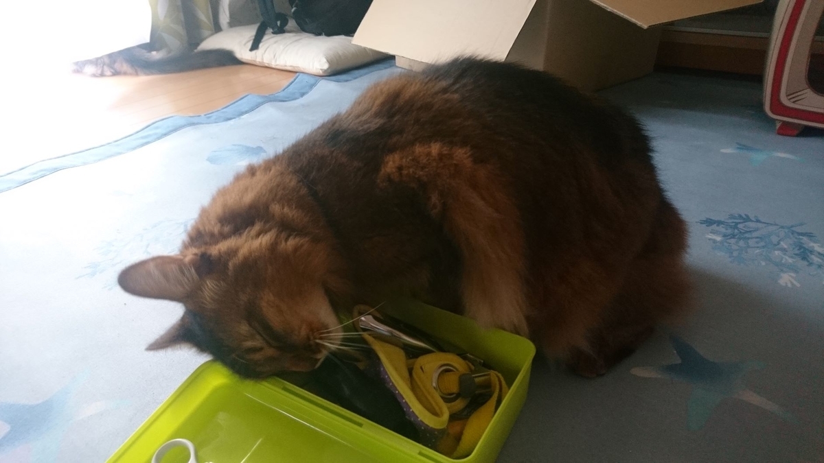 すりすりする猫、チー