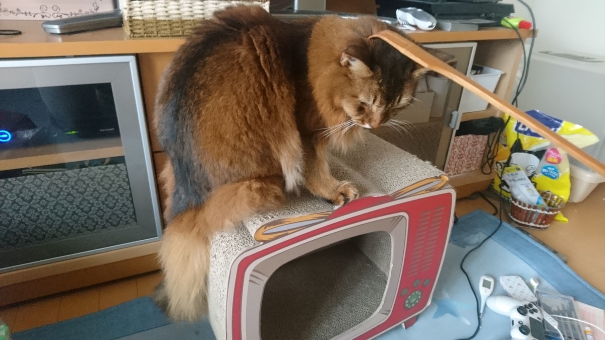 孫の手でかいてもらう猫、チー