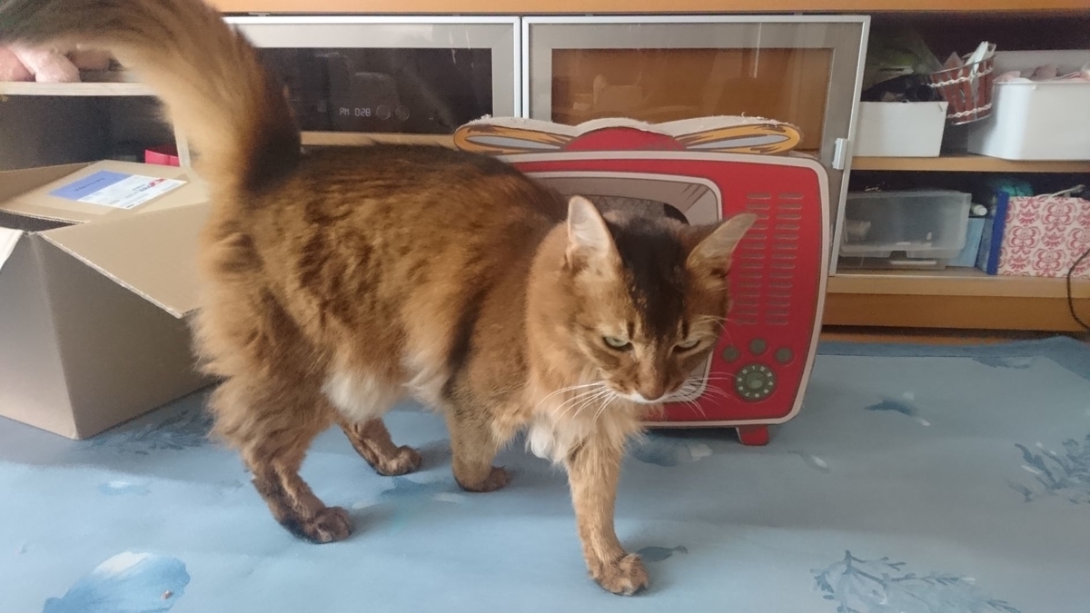 歩み去る猫、チー