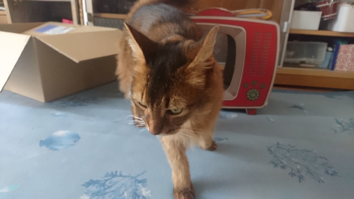 歩み去る猫、チー