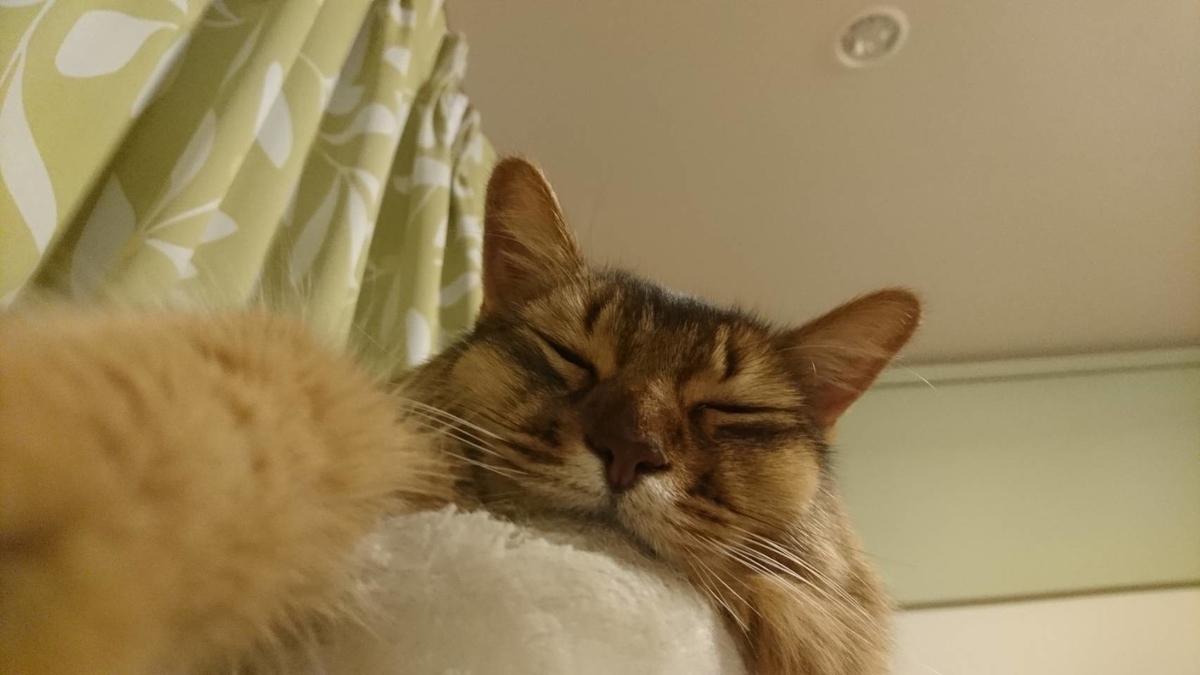 癒しの猫、チー