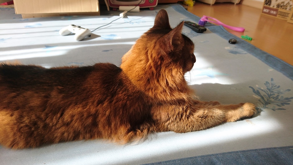 リラックスしている猫、チー