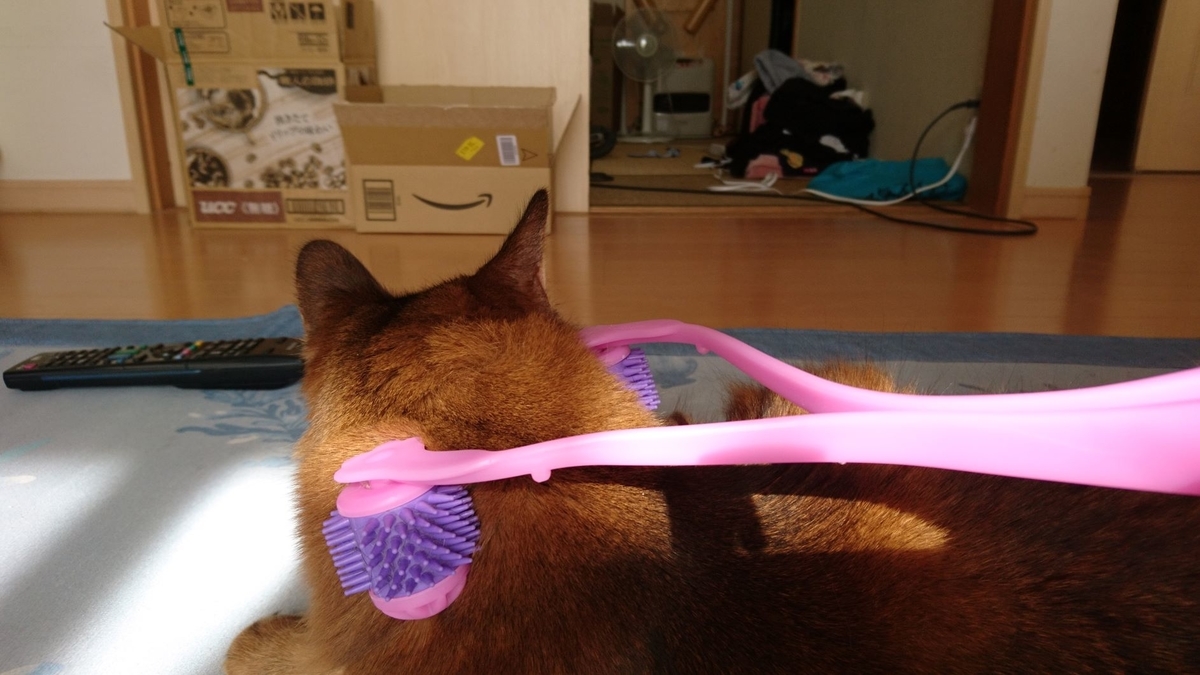 ニャンコの癒しに初チャレンジする猫、チー