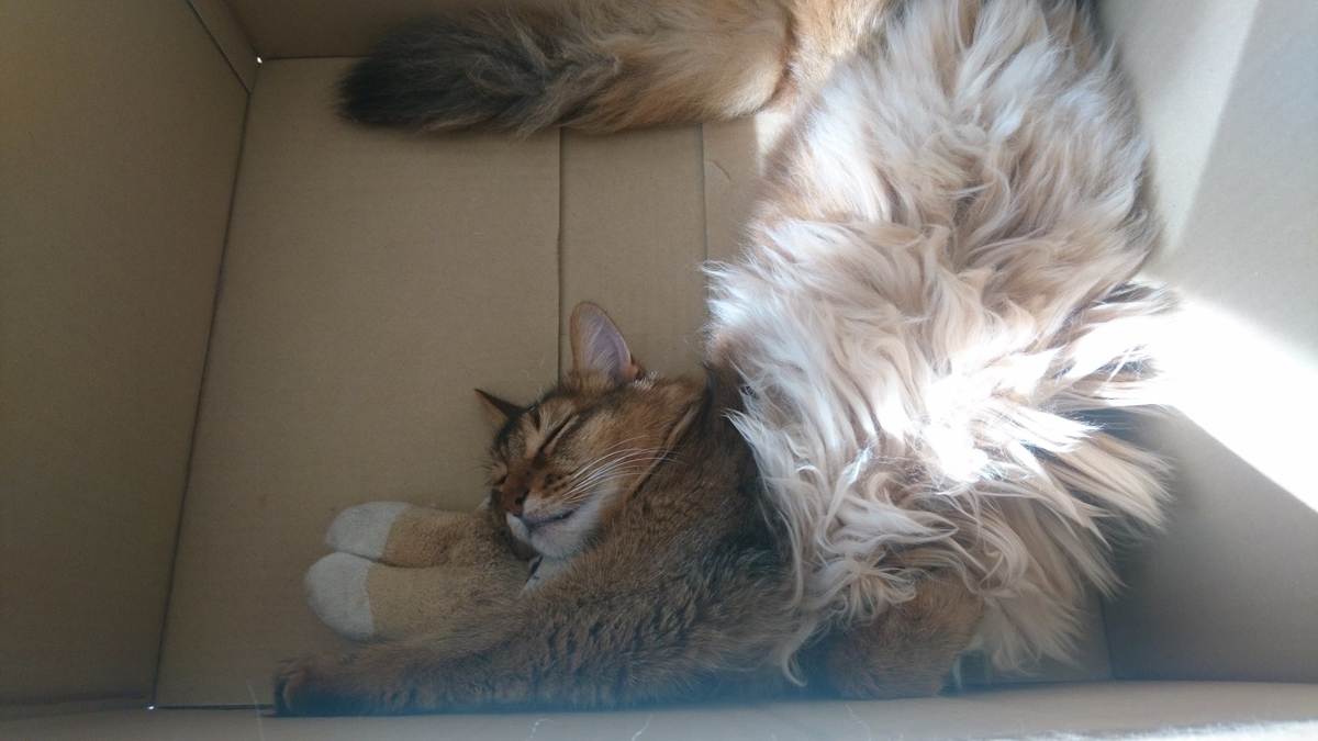眠り猫、チー