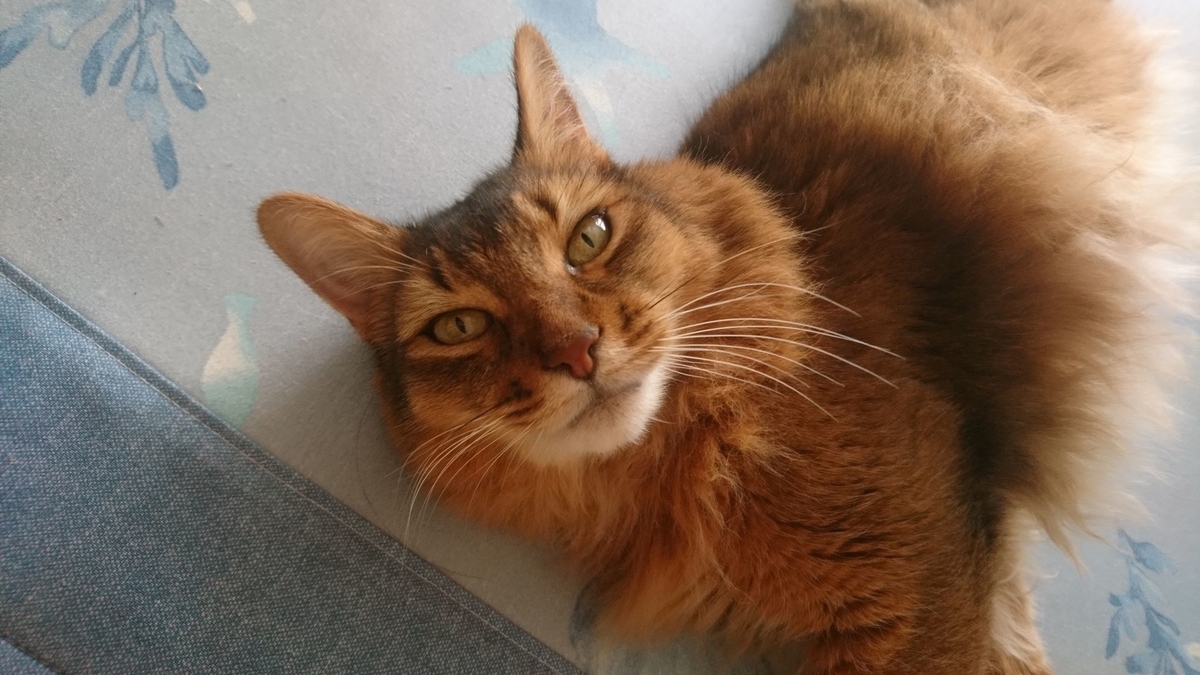 目で訴える猫、チー
