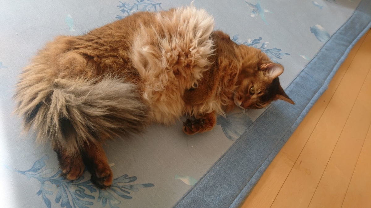 寝転ぶ猫、チー