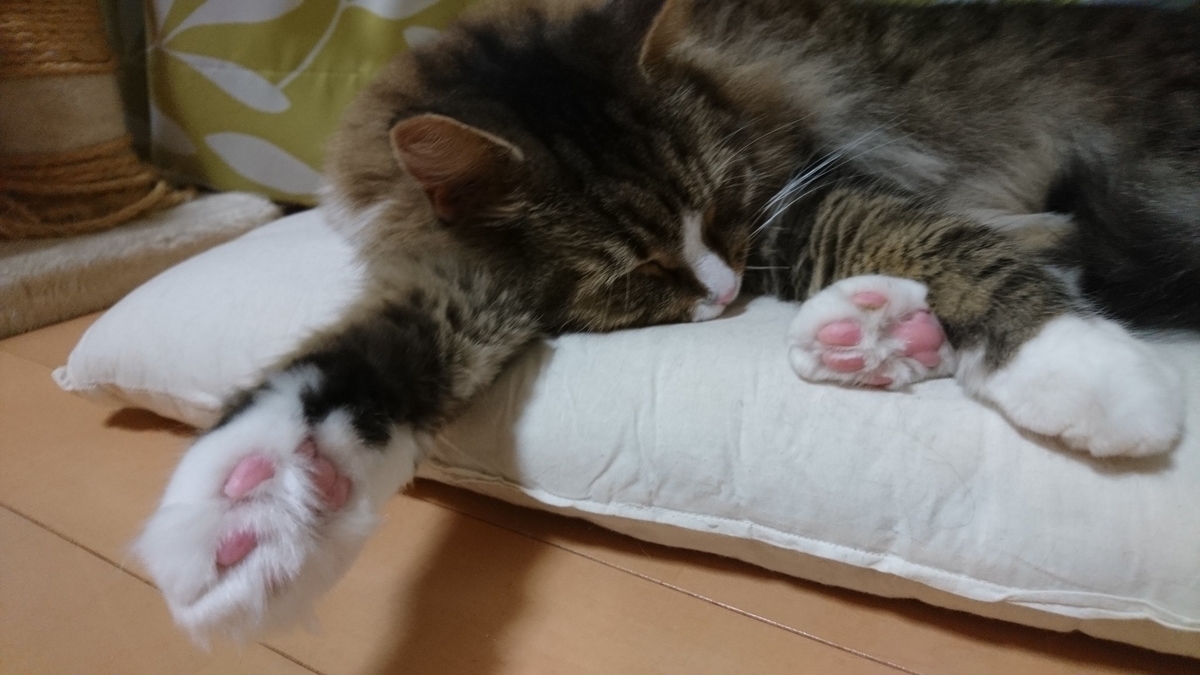 気持ちよさそうに寝る猫、トト