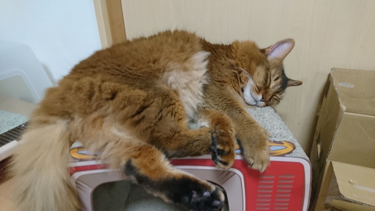 気持ちよさそうに寝る猫、チー