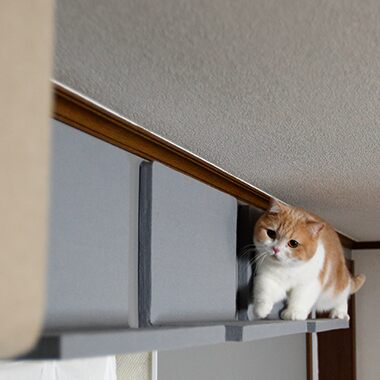 にゃんぺき