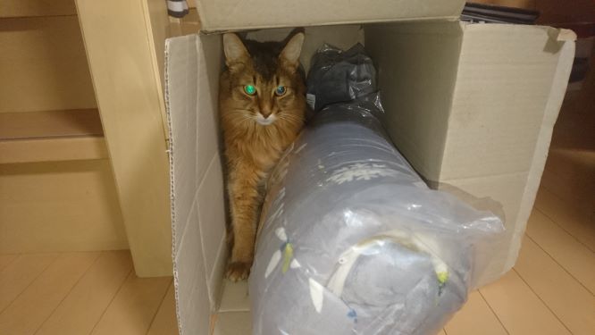 大掃除で行き場をなくした猫、チー