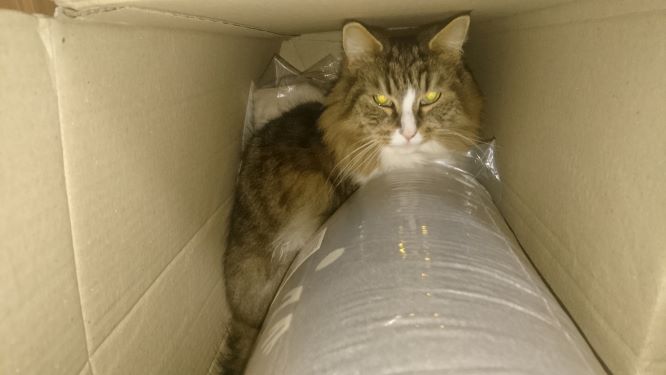 大掃除で行き場をなくした猫、トト