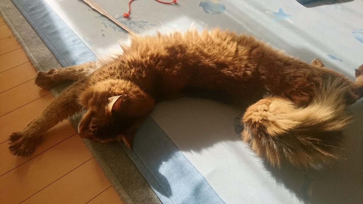 ちゅーるが欲しくて暴れる猫、チー
