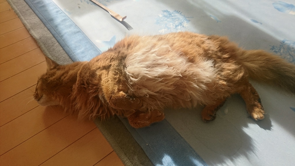 ちゅーるが欲しくて暴れる猫、チー