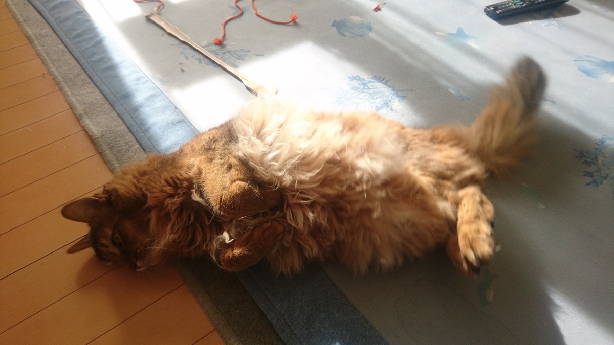 ちゅーるが欲しくて暴れる猫、チー