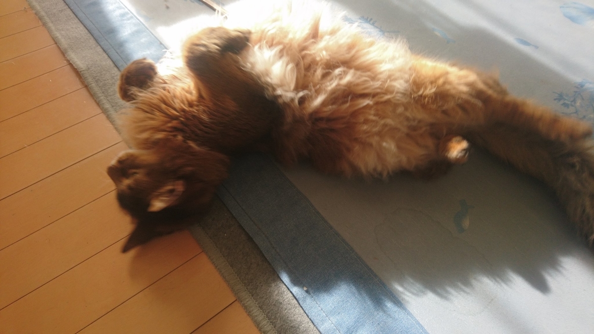 ちゅーるが欲しくて暴れる猫、チー