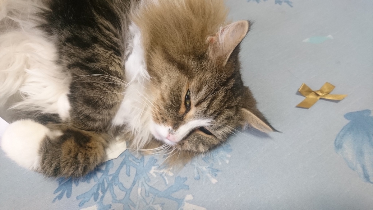 電池切れの猫、トト