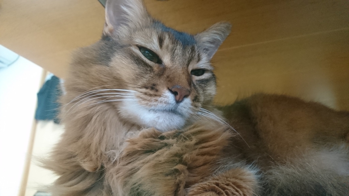 寝ているところを邪魔されて起こされた猫、チー