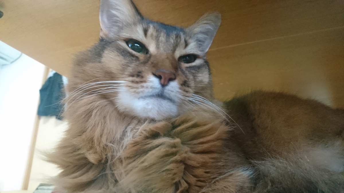 寝ているところを邪魔されて起こされた猫、チー