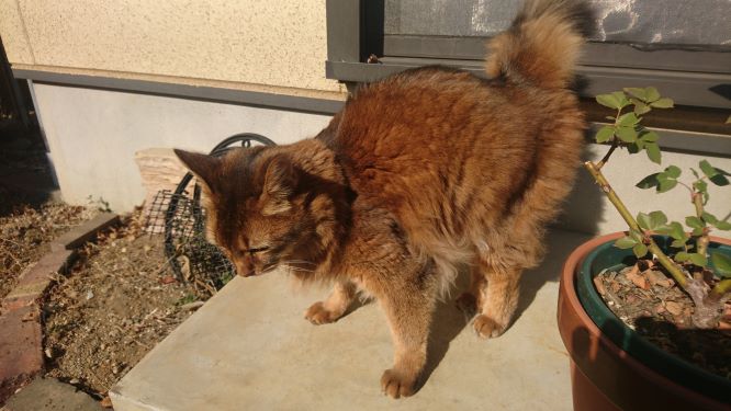 猫とお散歩、チー