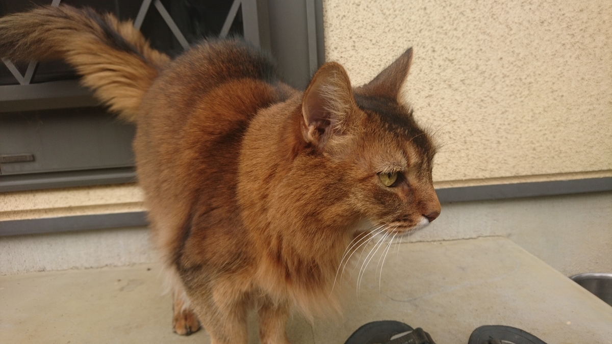 猫とお散歩、チー