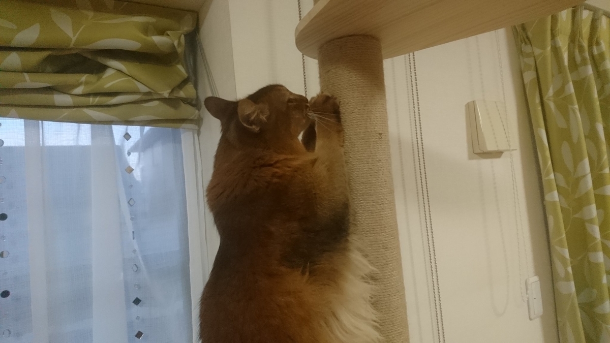 猫の爪とぎ、チー