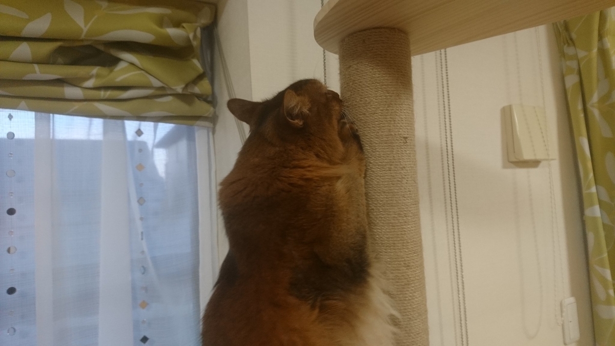 猫の爪とぎ、チー