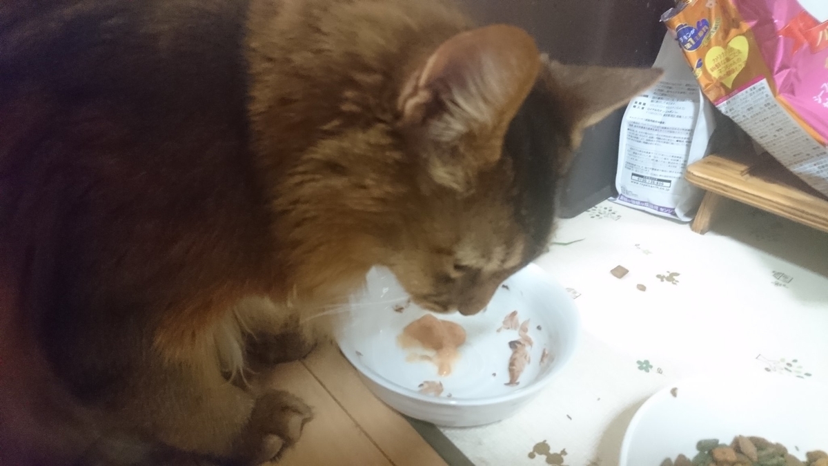 夜食を食べる猫