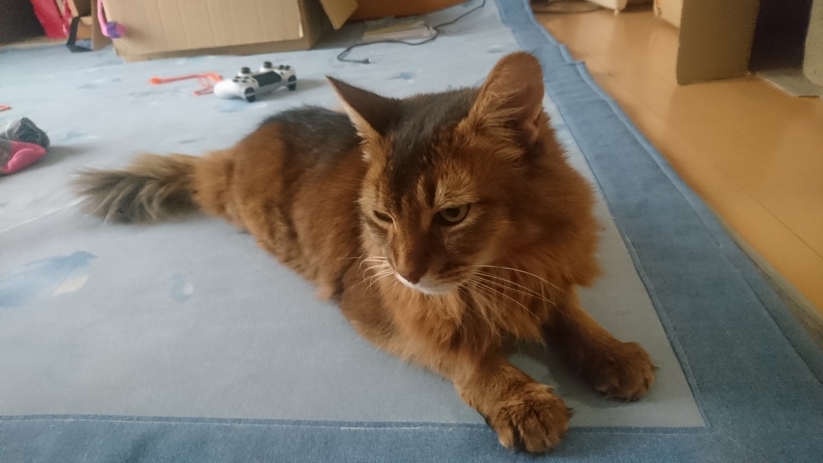 まったりする猫、チー