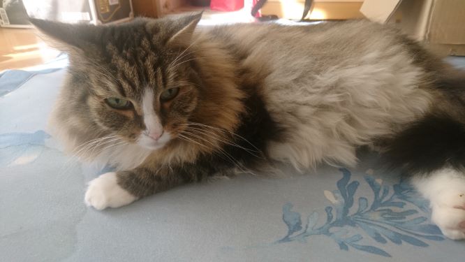 まったりする猫、トト