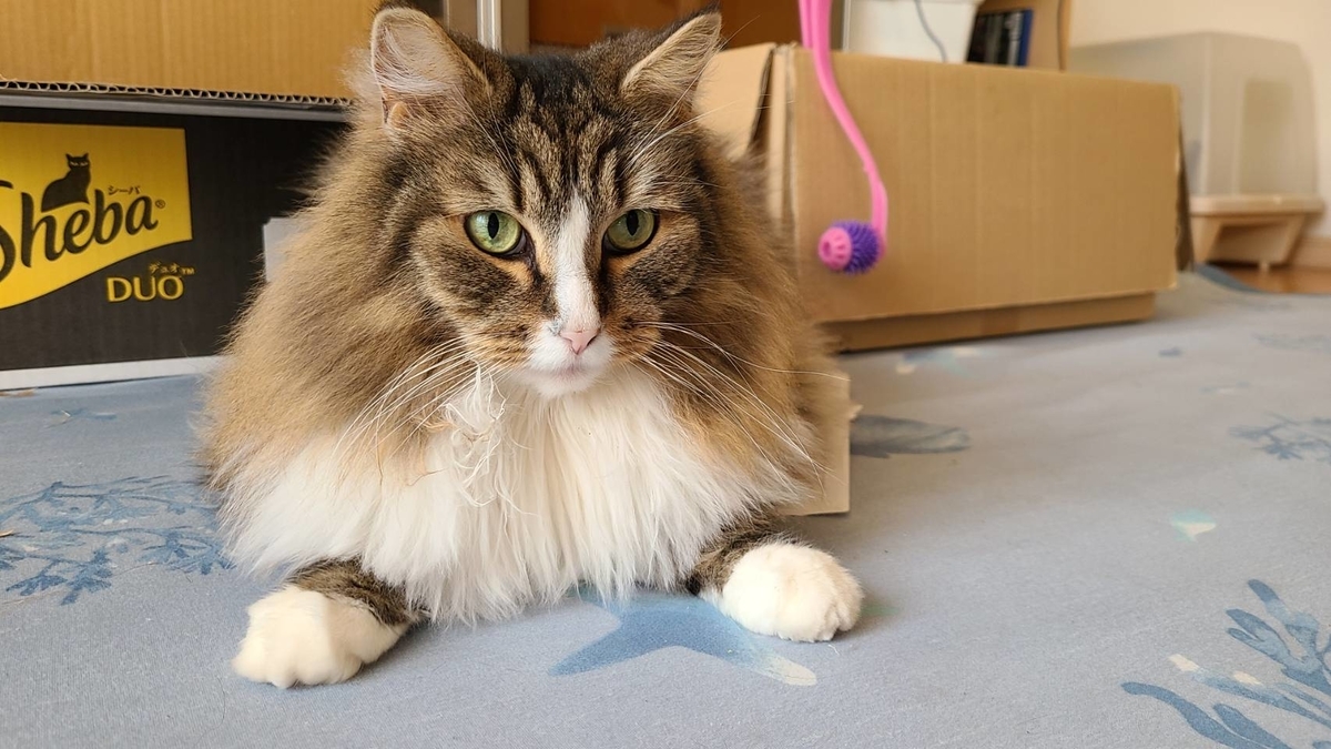 割と男前な猫、トト