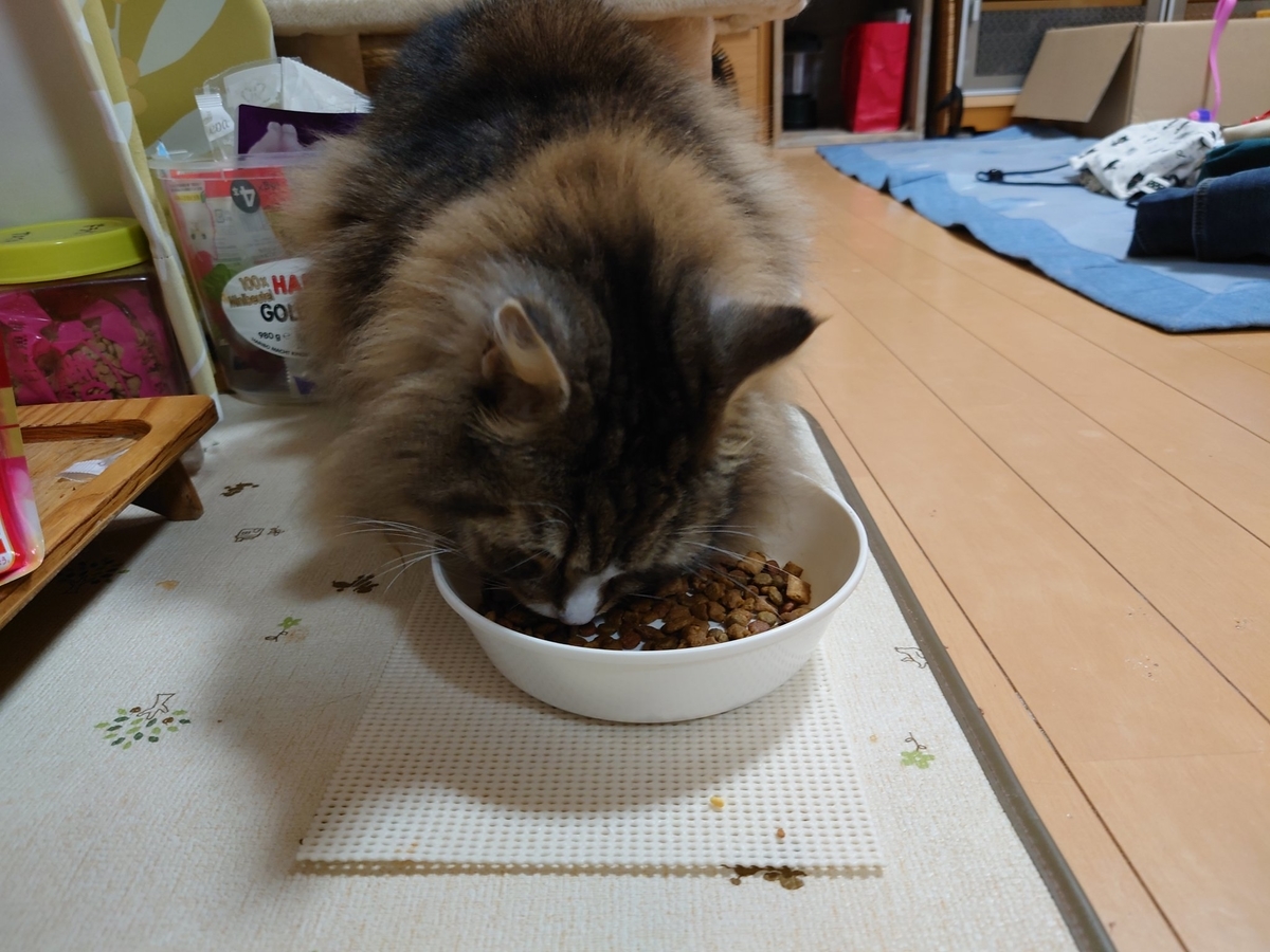 お夜食を所望する猫、トト