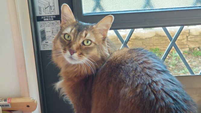 散歩に出待ちの猫、チー