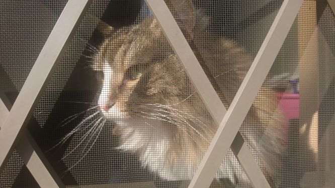 散歩でおくれた猫、トト