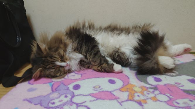 お昼寝中の猫、トト
