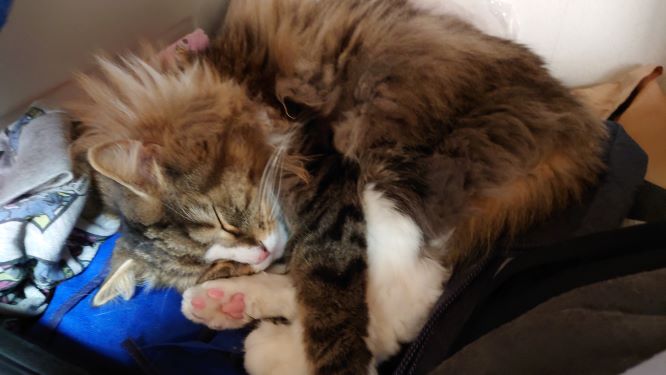 お昼寝中の猫、トト