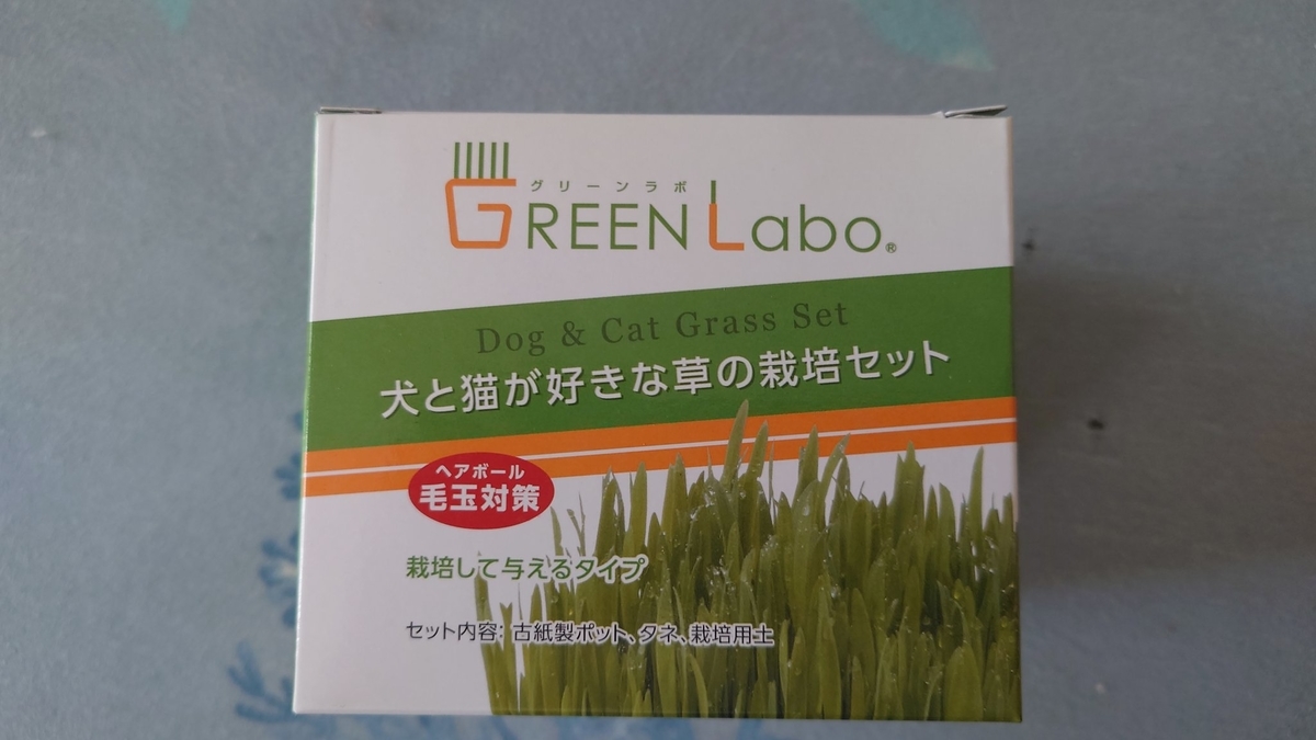 猫草栽培始めました
