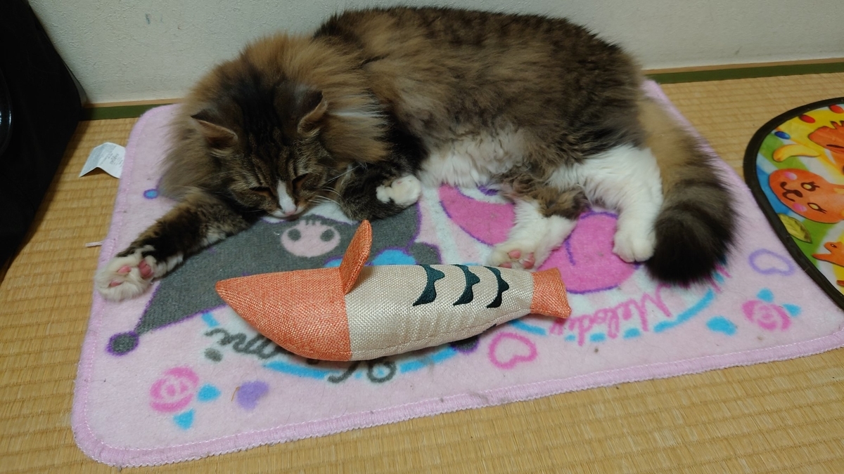 ケリぐるみに無反応な猫、トト