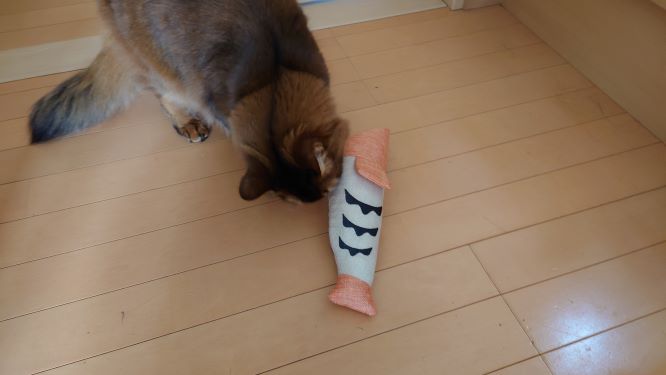 ケリぐるみに無反応な猫、チー