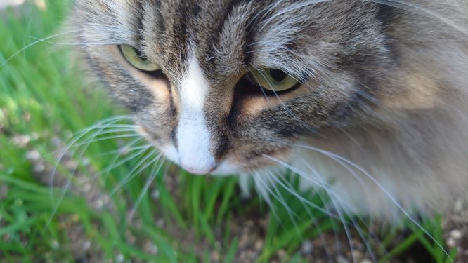 猫草を試食する猫、トト