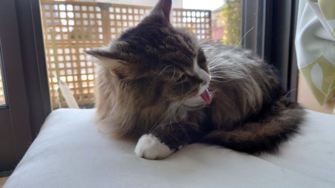 しっかり毛繕いする猫、トト