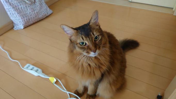 出待ちの猫、ソマリのチー