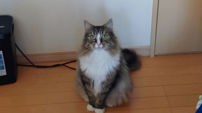 出待ちの猫、ノルウェージャンフォレストキャットのトトとソマリのチー