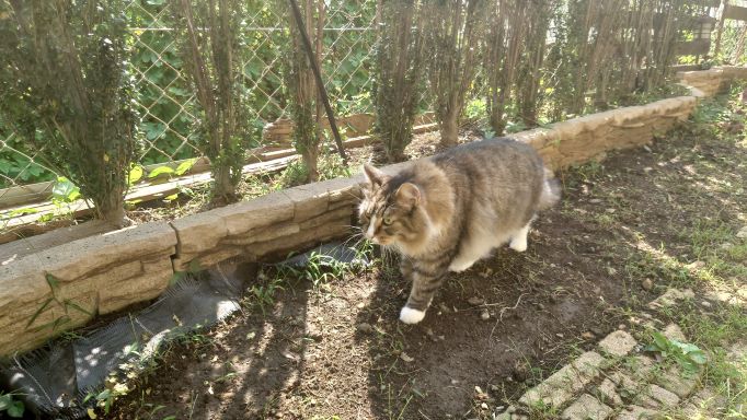 ニャルソックする猫、ノルウェージャンフォレストキャットのトト3