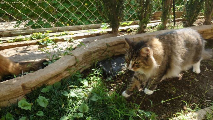 ニャルソックする猫、ノルウェージャンフォレストキャットのトト4
