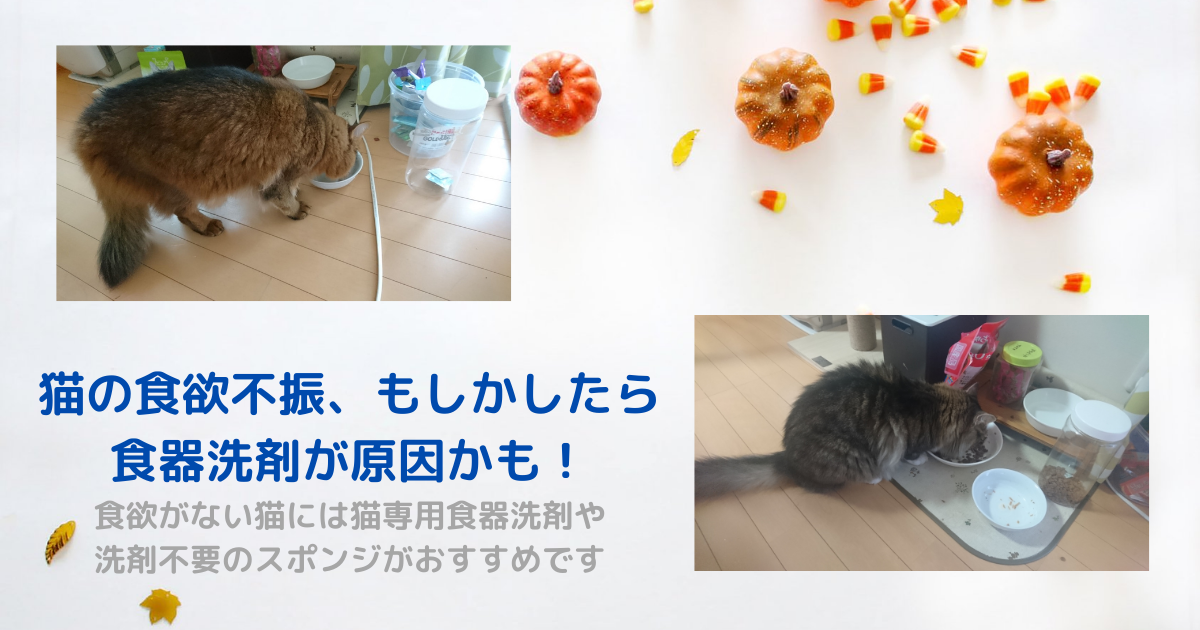 ヌルヌル汚れも洗剤なしでキレイに落とす食器用スポンジ 3個 猫壱 激安